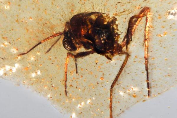 Seekor lalat dari famili Chironomidae, agas non-penggigit, terlihat terperangkap dalam amber berusia 112 juta tahun yang ditemukan di tambang Genoveva di Ekuador, dalam gambar selebaran yang dirilis pada 18 September 2025. Handout via REUTERS 
