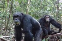 Peneliti Temukan Simpanse Liar Konsumsi 14 Gram Etanol Setiap Hari