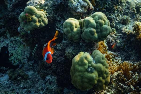 Seekor ikan badut berenang di lepas pantai Pulau Efate, Vanuatu, 26 Juli 2025. (FOTO: AP PHOTO) 