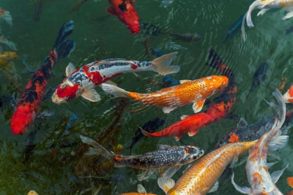 Ilustrasi ikan koi (Foto: Unsplash/Alejandro Aro) 