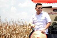 Serap 76,9 Ribu Ton, Pemerintah Jaga Harga Jagung Petani Rp5.500/Kg