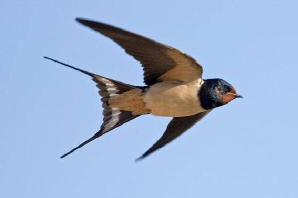 Ilustrasi burung walet (Foto: Wikipedia) 
