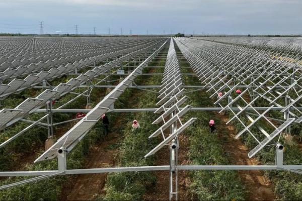 Karyawan mengumpulkan goji beri di samping panel surya di instalasi agri-solar Ningxia Baofeng di luar Yinchuan, Daerah Otonomi Ningxia Hui, Tiongkok, 16 September 2025. REUTERS 