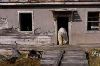 Beruang Ambil Alih Stasiun Penelitian Terbengkalai di Kutub Utara Rusia