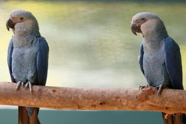 Dianggap punah di alam liar, dua burung macaw Spix bernama Orlando dan Rogerio terlihat di Kebun Binatang Sao Paulo, Brasil, 12 November 2024. REUTERS 