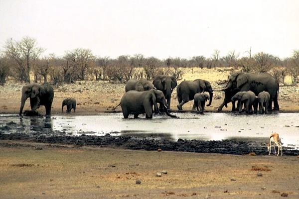 Gajah minum di lubang air di Taman Nasional Etosha di Namibia. (FOTO: AP PHOTO) 