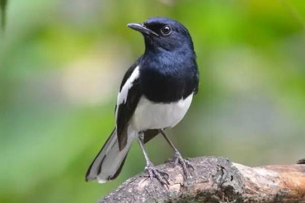 Ilustrasi burung murai (foto: World Ambience) 