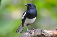 Tips Merawat Burung Murai Agar Gacor dan Merdu