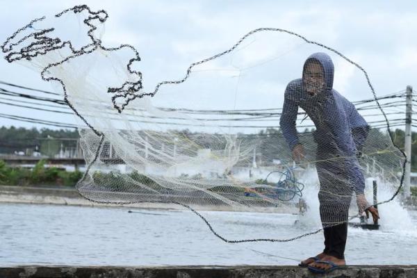 Seorang pekerja menebar jaring ke dalam tambak udang di Ujung Kulon Sukses Makmur Abadi, sebuah perusahaan tambak udang di Pandeglang, Provinsi Banten, Indonesia, 29 Juli 2025. REUTERS 