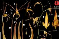 Dua Spesies Anggrek Baru Ditemukan di Raja Ampat