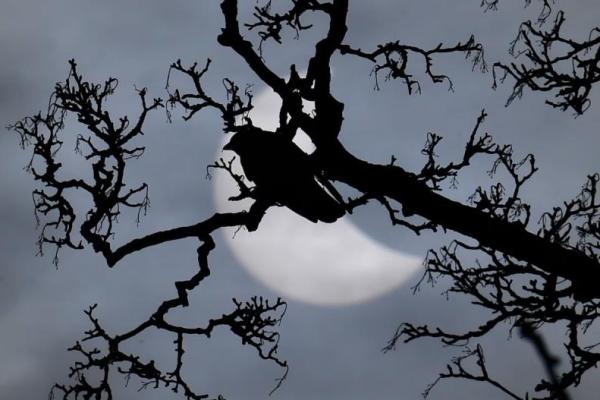 Seekor burung bertengger di dahan di depan gerhana matahari parsial di dekat Bridgwater, Inggris barat daya, 20 Maret 2015. REUTERS 