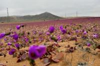 Pemandangan menunjukkan area mekarnya bunga musim dingin yang tidak biasa di Gurun Atacama, dekat Copiapo, wilayah Atacama, Chili, 6 Juli 2024. REUTERS