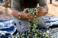 Petani Tepi Barat Panen Zaitun, Serangan Pemukim Israel Meningkat