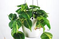 5 Tanaman Gantung Cantik yang Bikin Rumah Makin Asri