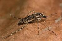 Nyamuk ditemukan di Islandia untuk pertama kalinya pada bulan Oktober 2025. (FOTO: GETTY IMAGE)