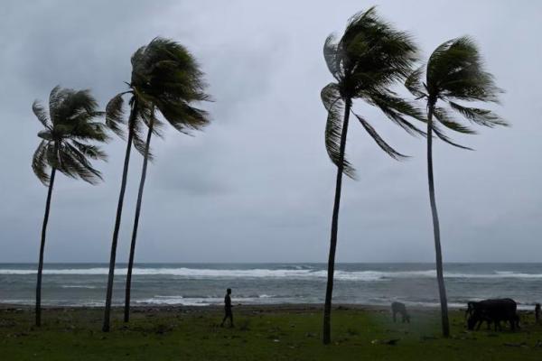 Seorang pria menggembalakan ternak di sepanjang garis pantai menjelang Badai Melissa menerjang daratan, di Santiago de Cuba, Kuba, 28 Oktober 2025. REUTERS 