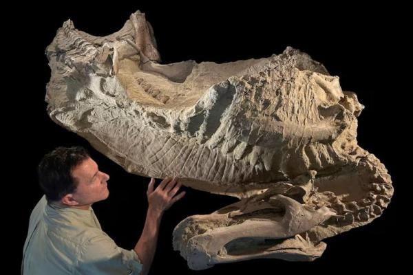 Ahli paleontologi Paul Sereno dari Universitas Chicago memeriksa mumi fosil dinosaurus berparuh bebek Edmontosaurus di Laboratorium Fosil di Chicago, Illinois, AS dalam sebuah foto tanpa tanggal. Handout via REUTERS 