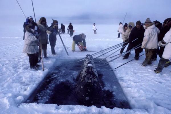 Operasi penyelamatan tiga paus yang terjebak di es Arktik. (FOTO: GETTY IMAGE) 
