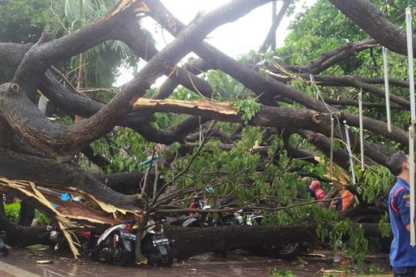 Pohon tumbang di Balai Kota DKI Jakarta (Foto: Detik/Kadek) 