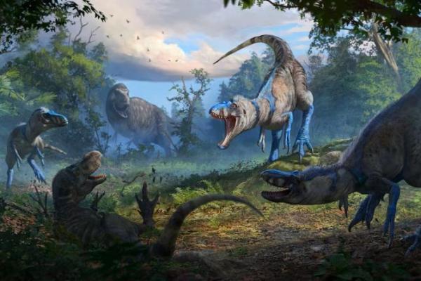 Ilustrasi selebaran menunjukkan sekawanan dinosaurus Nanotyrannus menyerang seekor Tyrannosaurus remaja di wilayah yang sekarang disebut Montana 67 juta tahun yang lalu. Handout via REUTERS 