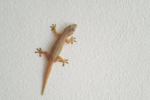 Ilustrasi - hewan cecak (Foto: iStockphoto/wasantistock) 