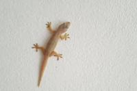 Ilustrasi - hewan cecak (Foto: iStockphoto/wasantistock)