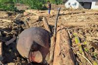 Bangkai gajah sumatera terjepit diantara tumpukan kayu akibat banjir bandang yang melanda Kabupaten Pidie, Aceh (Foto: Antara/FB Anggoro)