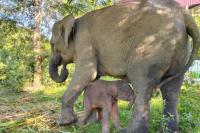 Anak Gajah yang baru dilahirkan bersama induknya bernama Yulia di Taman Nasional Way Kambas (Foto: Kemenhut)