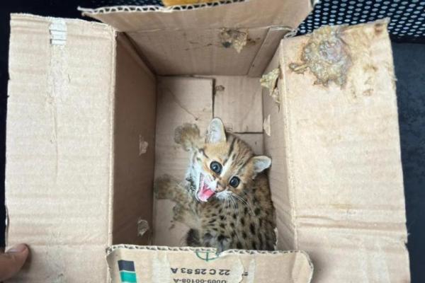 Seekor kucing hutan (Felis chaus) yang berhasil diamankan oleh jajaran Kemenhut dalam bagian operasi menggagalkan perdagangan satwa liar dilindungi di Kabupaten Magelang, Jawa Tengah, (Foto: Kemenhut) 