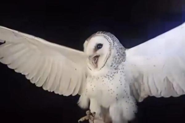 Burung hantu berjenis tyoto alba yang mati ditembak di Dusun Nela, Kecamatan Tasifeto Barat, Kabupaten Belu, NTT (Foto: Tangkapan Layar) 