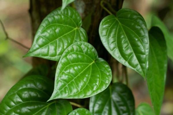 Daun Sirih (Foto: Alodokter) 