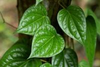 Manfaat Daun Sirih bagi Wanita, Alami dan Berkhasiat