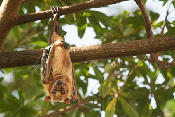 Ilustrasi kelelawar memakan buah (Foto: Unsplash/Nils Bouillard) 