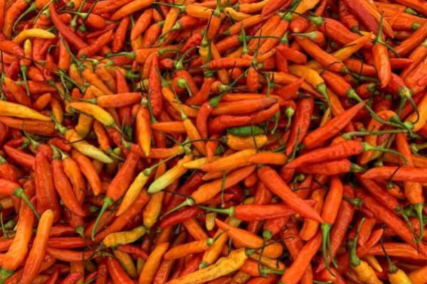 Ilustrasi - cabai rawit (Foto: ISTIMEWA) 