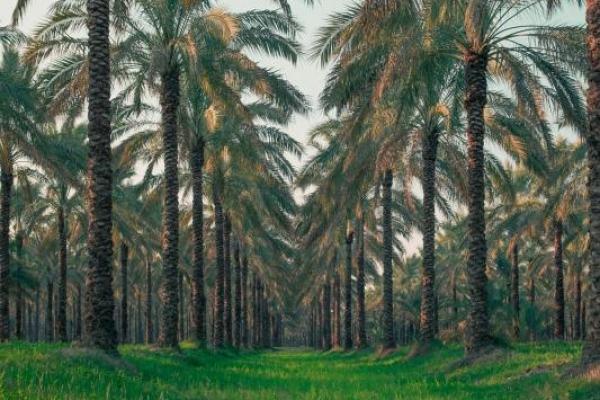 Ilustrasi pohon kurma (Foto: Unsplash/Rohollah Saberi) 