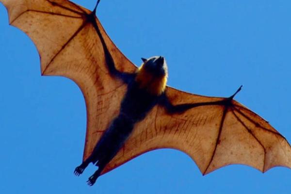 Ilustrasi Kelelawar (Foto: All That Interesting) 