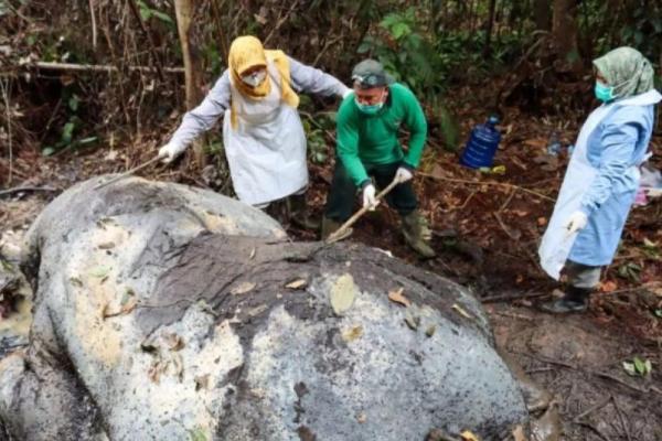Tim Kepolisian dan BB KSDA Riau ketika melakukan Olah TKP kematian gajah di Pelalawan. (Foto: Polda Riau) 