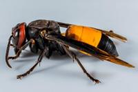 Tawon vespa (Foto: Etos.co.id)