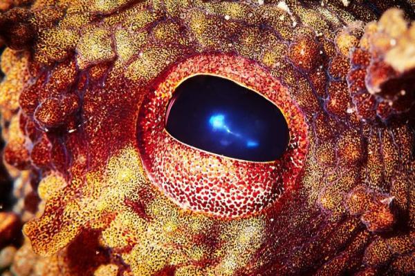 Makhluk penguasa bumi jika manusia punah (Foto: Earth) 