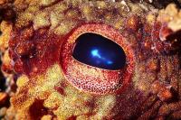 Makhluk penguasa bumi jika manusia punah (Foto: Earth)