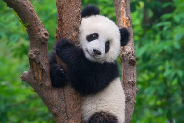 Ilustrasi - hewan Panda (Foto: Istockphoto) 