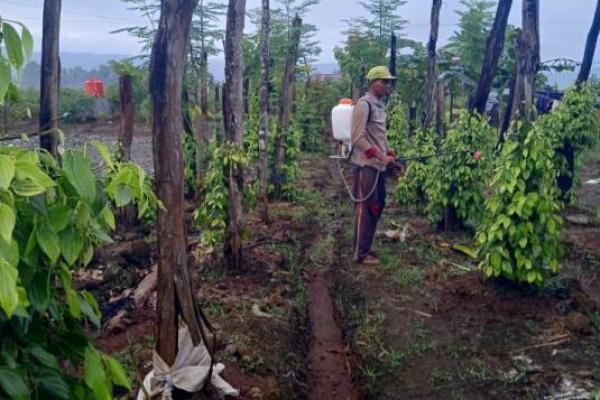 Tauri Saputra, transmigran asal Solo, sedang merawat tanaman lada di kawasan transmigrasi Desa Mahalona, Kabupaten Luwu Timur, Sulawesi Selatan (Foto: Kementerian Transmigrasi) 