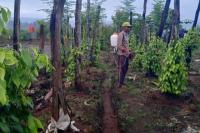 Tauri Saputra, transmigran asal Solo, sedang merawat tanaman lada di kawasan transmigrasi Desa Mahalona, Kabupaten Luwu Timur, Sulawesi Selatan (Foto: Kementerian Transmigrasi)