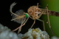 Ilustrasi - nyamuk anopheles penyebab malaria (Foto: Pexels/Egor Kamelev)