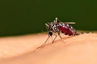 Malaria merupakan infeksi yang disebabkan oleh parasit Plasmodium yang ditularkan melalui gigitan nyamuk Anopheles betina (Foto: Alodokter)