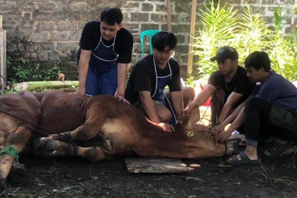 Ilustrari - penyembelihan hewan kurban Idul Adha (Foto: Jurnas/Ist) 