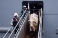 Benarkah Sapi Impor dari Australia Tak Bisa Dijadikan Hewan Kurban?