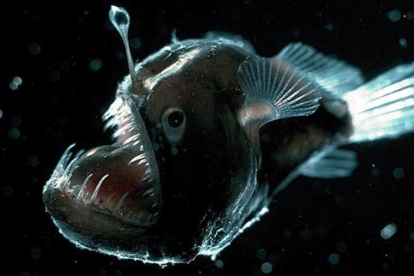 Anglerfish, salah satu makhluk laut dalam dengan rupa paling menakutkan (Foto: Monterey Bay Aquarium) 