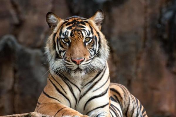 Ilustrasi - Hari Harimau Sedunia diperingati setiap 29 Juli, ini sejarah hingga tujuannya (Foto: Getty Images) 