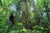 Ilustrasi - Hari Penjaga Hutan Sedunia setiap 31 Juli, ini sejarah hingga tujuannya (Foto: Ant/SYIFA YULINNAS)